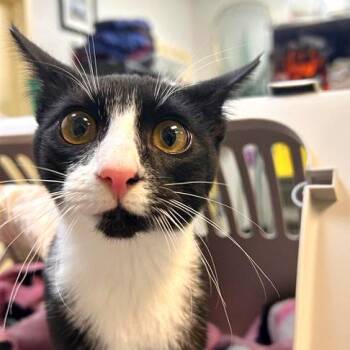 Bibi -  Domestic Short Hair Cat for Adoption in Woodinville, Washington - Bibi | PetCurious