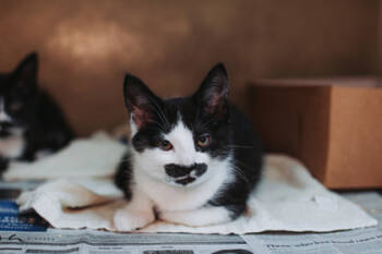 Rescue Domestic Short Hair Cats for Adoption in North Charleston, South Carolina - 88167A Mustache-PetSmart West Ashley | PetCurious