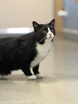 Domestic Short Hair and Tuxedo Cats Available for Adoption in Eagle, Colorado - Mittens | PetCurious