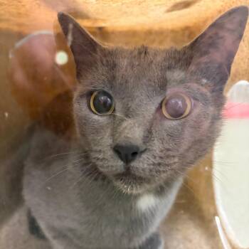 71117 -  Domestic Short Hair Cat Available for Adoption in Harrisonburg, Virginia - 71117 | PetCurious