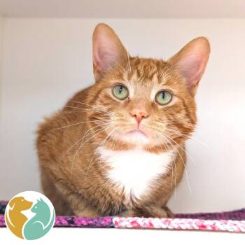 JC -  Domestic Medium Hair Cat for Adoption in Toledo, Ohio - JC | PetCurious