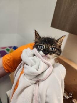 BILLY -  Domestic Short Hair Cat for Adoption in Baytown, Texas - BILLY | PetCurious