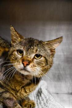 Domestic Short Hair Cats Available for Adoption in Yakima, Washington - Hanzo | PetCurious