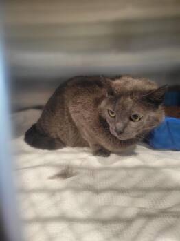Silver -  Domestic Short Hair Cat for Adoption in Ashland, Wisconsin - Silver | PetCurious