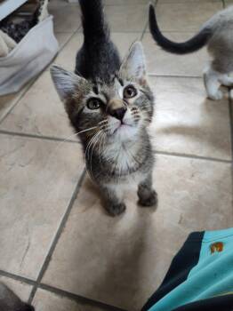 Rescue Domestic Short Hair Cats for Adoption in Mason City, Illinois - Mufasa | PetCurious