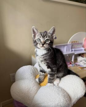 MUFFIN -  Domestic Medium Hair Cat for Adoption in Coquitlam, British Columbia - MUFFIN | PetCurious