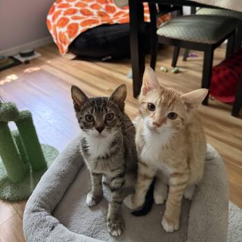 Magni & Modi -  Domestic Short Hair Cat for Adoption in Palm Harbor, Florida - Magni & Modi | PetCurious