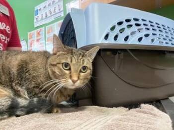 Maize -  Domestic Short Hair Cat for Adoption in Kansas City, Missouri - Maize | PetCurious