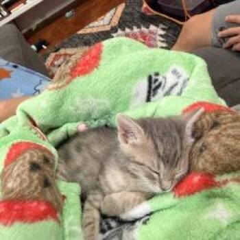 Munchkin -  Domestic Short Hair Cat for Adoption in San Antonio, Texas - Munchkin | PetCurious