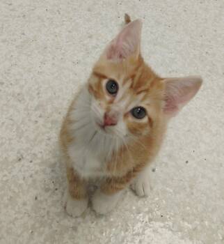 Domestic Short Hair Cats Available for Adoption in Montello, Wisconsin - Harper | PetCurious