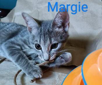 Margie -  Domestic Short Hair Cat for Adoption in Randolph, Massachusetts - Margie | PetCurious