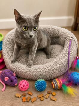 Rosie -  Russian Blue Cat for Adoption in San Tan Valley, Arizona - Rosie | PetCurious