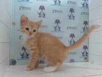 STARLORD -  Domestic Short Hair Cat for Adoption in Orlando, Florida - STARLORD | PetCurious