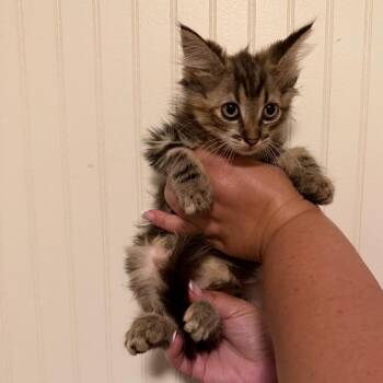 Moxie -  Domestic Medium Hair Cat for Adoption in Sequatchie, Tennessee - Moxie | PetCurious