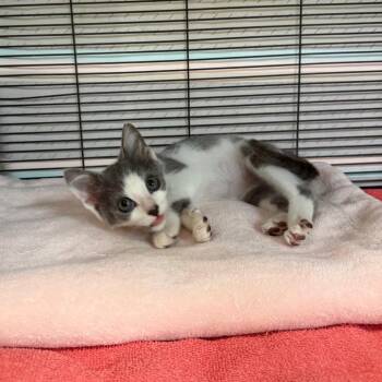 Bug -  Domestic Short Hair Cat for Adoption in Lynchburg, Virginia - Bug | PetCurious
