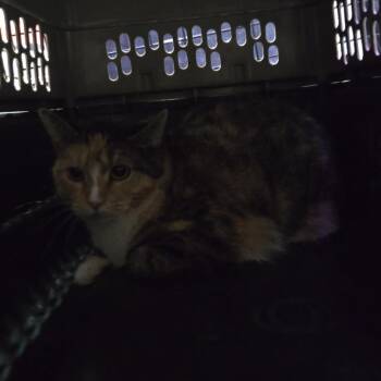 Connie -  Domestic Short Hair Cat for Adoption in Sioux Falls, South Dakota - Connie | PetCurious