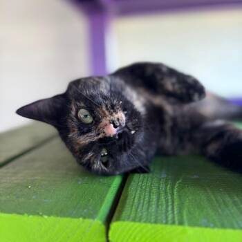 Price -  Domestic Short Hair Cat for Adoption in Midland, Texas - Price | PetCurious