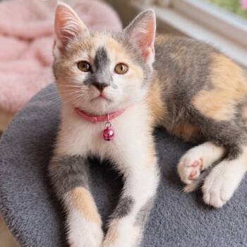 Cora (brown) -  Domestic Short Hair Cat for Adoption in Inman, South Carolina - Cora (brown) | PetCurious