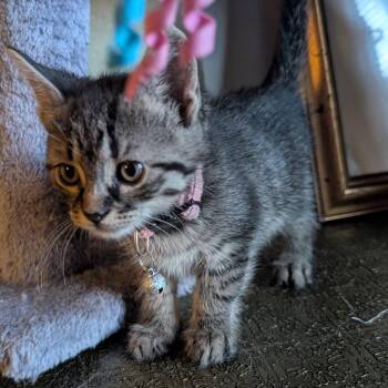 Princess Peach -  Domestic Short Hair Cat for Adoption in Bayonne, New Jersey - Princess Peach | PetCurious