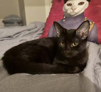 Gabriella -  Domestic Short Hair Cat for Adoption in Cincinnati, Ohio - Gabriella | PetCurious
