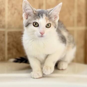 Lorelai -  Domestic Short Hair Cat for Adoption in Sweetwater, Tennessee - Lorelai | PetCurious