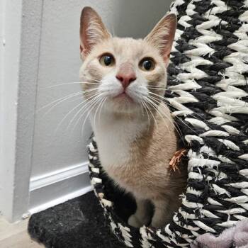 Pumpkin Spice -  Domestic Short Hair Cat for Adoption in New York, New York - Pumpkin Spice | PetCurious