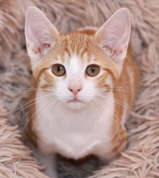 Grapefruit -  Domestic Short Hair Cat for Adoption in Cincinnati, Ohio - Grapefruit | PetCurious