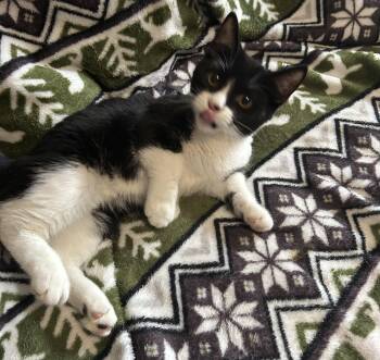 Rescue Domestic Short Hair Cats for Adoption in Humble, Texas - Jose | PetCurious