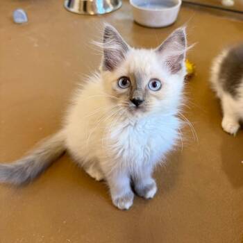 Caroline -  Domestic Short Hair Cat for Adoption in Agoura Hills, California - Caroline | PetCurious