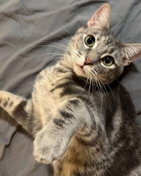 Jennifer Juniper (1 year) -  Domestic Short Hair Cat for Adoption in Los Angeles, California - Jennifer Juniper (1 Year) | PetCurious