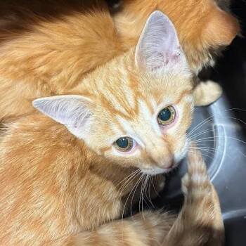 Flora -  Domestic Short Hair Cat for Adoption in Jeffersonville, Indiana - Flora | PetCurious