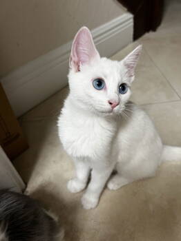 Rescue Domestic Short Hair Cats for Adoption in West Palm Beach, Florida - Hello Kitty | PetCurious