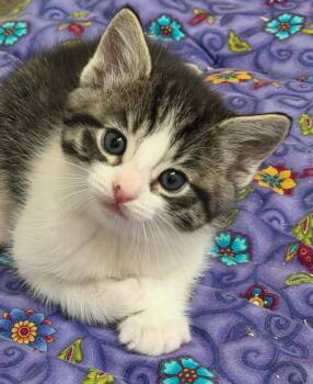 Domestic Short Hair Cats Available for Adoption in Gold Beach, Oregon - Sissy Scuttlebutt | PetCurious