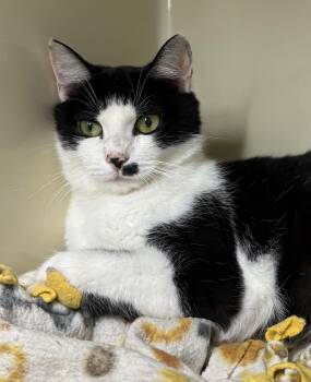 Alice -  Domestic Short Hair Cat for Adoption in Mansfield, Connecticut - Alice | PetCurious