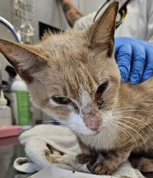 Carnation -  Domestic Short Hair Cat for Adoption in Lafayette, Indiana - Carnation | PetCurious