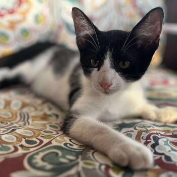 Rescue Domestic Short Hair Cats for Adoption in Wichita, Kansas - Gilbert | PetCurious
