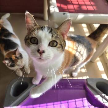Rescue Domestic Short Hair Cats for Adoption in Kailua-kona, Hawaii - Frappuccino | PetCurious