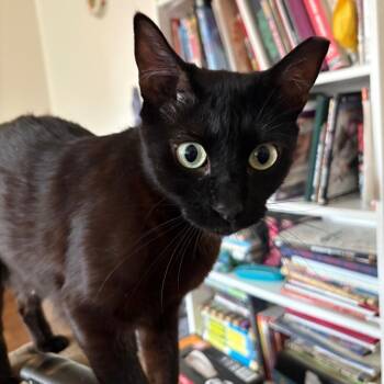 Domestic Short Hair Cats Available for Adoption in New York, New York - Princess Mia - Cuddly Girl! | PetCurious