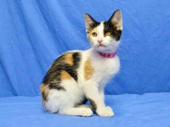 LUCKY -  Domestic Short Hair Cat for Adoption in Brentwood, Missouri - LUCKY | PetCurious
