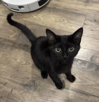 Rescue Domestic Short Hair Cats for Adoption in Greenville, South Carolina - Binx - RP | PetCurious