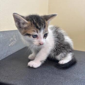 Milo -  Domestic Short Hair Cat for Adoption in Pasadena, California - Milo | PetCurious