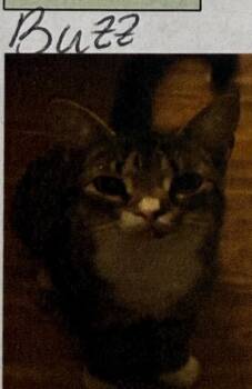 Buzz -  Domestic Short Hair Cat for Adoption in Thousand Oaks, California - Buzz | PetCurious
