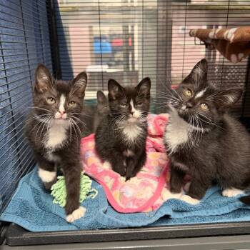 Rescue Domestic Short Hair Cats for Adoption in Binghamton, New York - Girolando | PetCurious