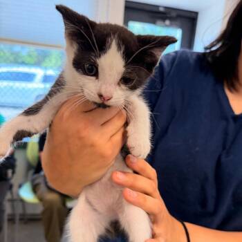 Shine -  Domestic Short Hair Cat for Adoption in Philadelphia, Pennsylvania - Shine | PetCurious