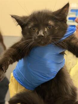 LINUS -  Domestic Short Hair Cat for Adoption in Las Vegas, Nevada - LINUS | PetCurious