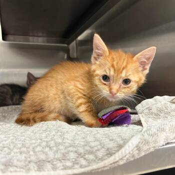 Hermione -  Domestic Short Hair Cat for Adoption in Bristol, Indiana - Hermione | PetCurious