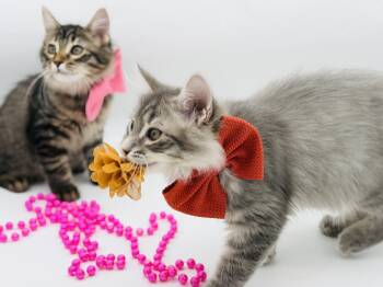 Mei & Mavis -  Domestic Long Hair Cat for Adoption in Lucedale, Mississippi - Mei & Mavis | PetCurious