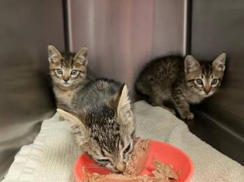 Rescue Domestic Short Hair Cats for Adoption in Santa Cruz, California - ALLY* | PetCurious