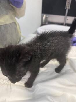 Yahiko -  Domestic Short Hair Cat for Adoption in New York, New York - Yahiko | PetCurious