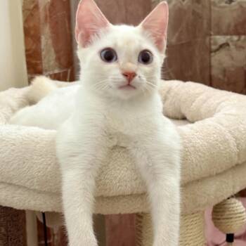 Diamond Z -  Siamese Cat for Adoption in Fort Lauderdale, Florida - Diamond Z | PetCurious